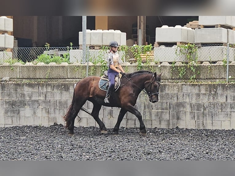 Nórico Caballo castrado 3 años Negro in Niederzier