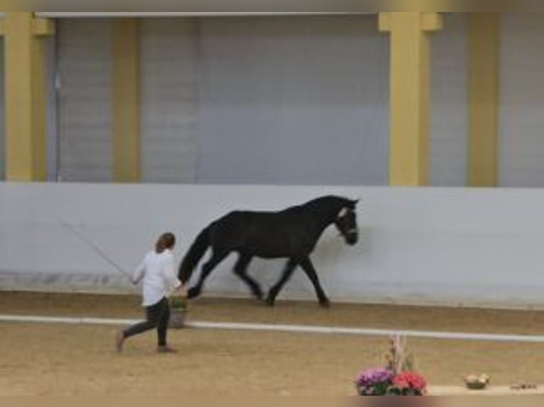 Nórico Caballo castrado 3 años Negro in Niederzier