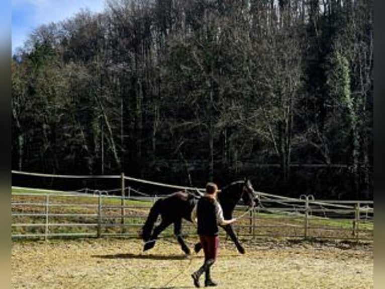 Nórico Caballo castrado 3 años Negro in Niederzier