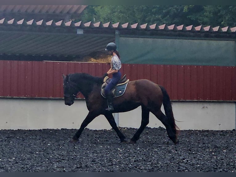 Nórico Caballo castrado 3 años Negro in Niederzier