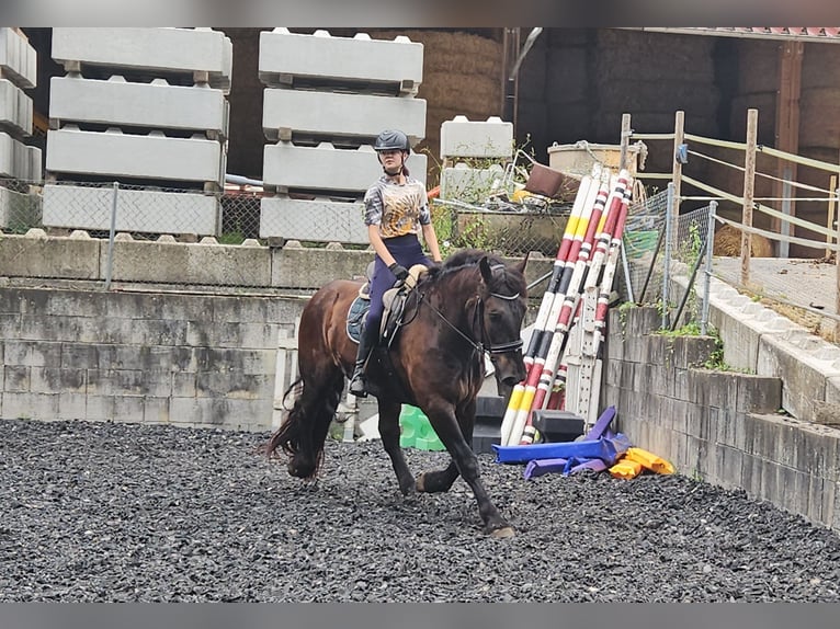 Nórico Caballo castrado 3 años Negro in Niederzier