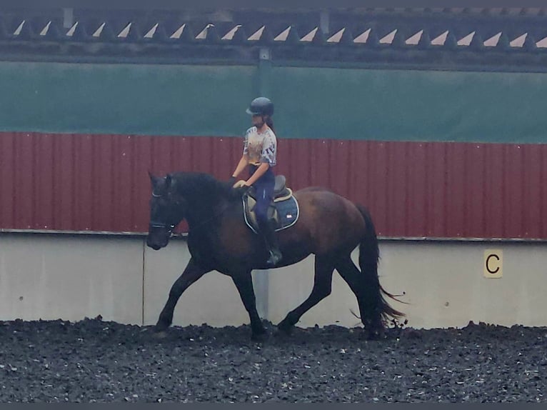 Nórico Caballo castrado 3 años Negro in Niederzier