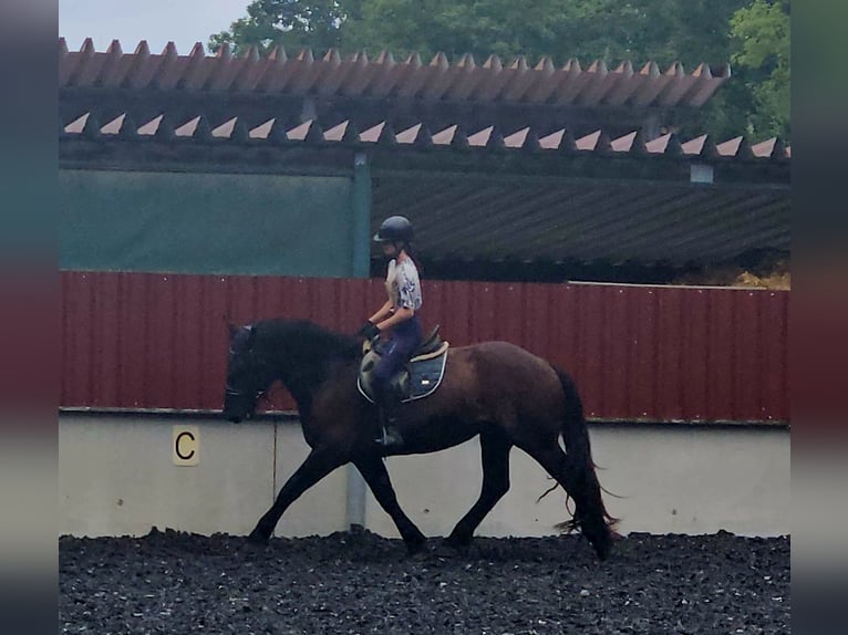 Nórico Caballo castrado 3 años Negro in Niederzier