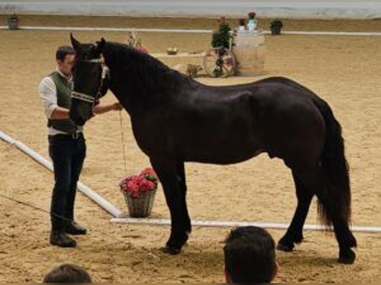 Nórico Caballo castrado 3 años Negro in Niederzier