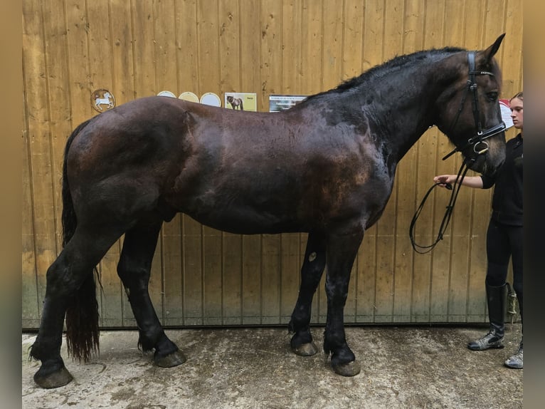 Nórico Caballo castrado 3 años Negro in Niederzier