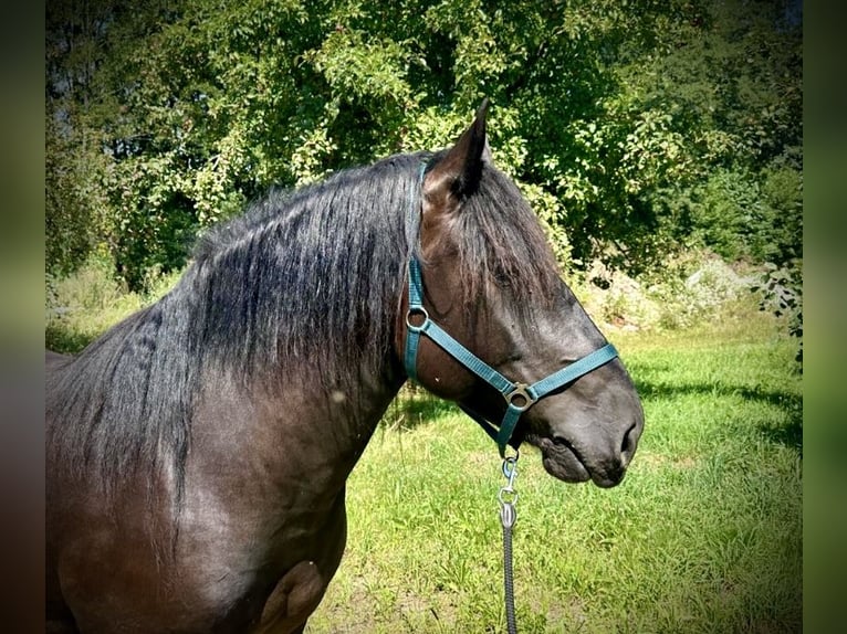 Nórico Caballo castrado 4 años 150 cm Castaño oscuro in Pelmberg