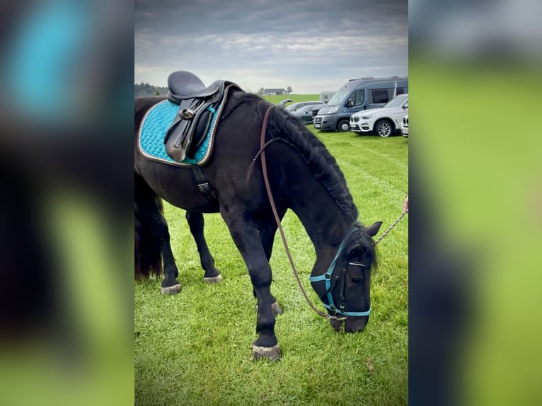 Nórico Caballo castrado 4 años 150 cm Castaño oscuro in Pelmberg