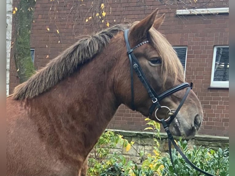 Nórico Caballo castrado 4 años 155 cm Alazán in Hopsten