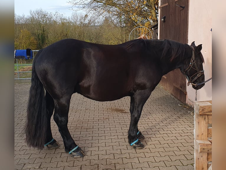 Nórico Caballo castrado 4 años 155 cm Negro in Meisenheim