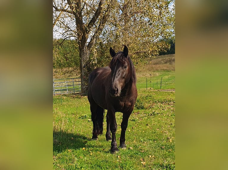 Nórico Caballo castrado 4 años 155 cm Negro in Meisenheim