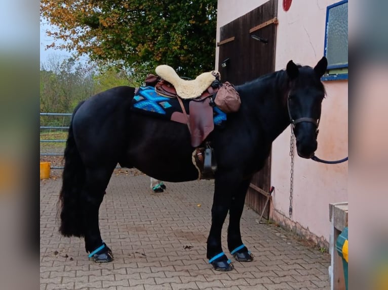 Nórico Caballo castrado 4 años 155 cm Negro in Meisenheim