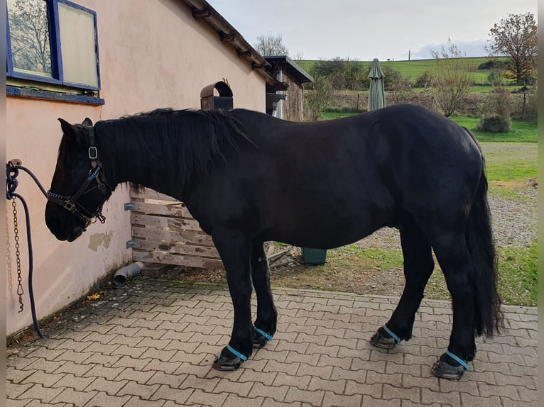 Nórico Caballo castrado 4 años 155 cm Negro in Meisenheim