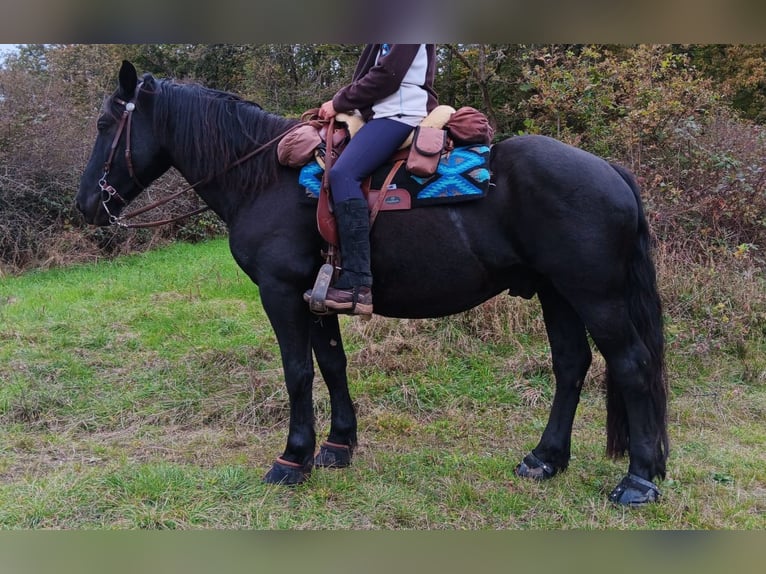 Nórico Caballo castrado 4 años 155 cm Negro in Meisenheim