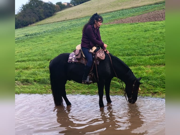 Nórico Caballo castrado 4 años 155 cm Negro in Meisenheim