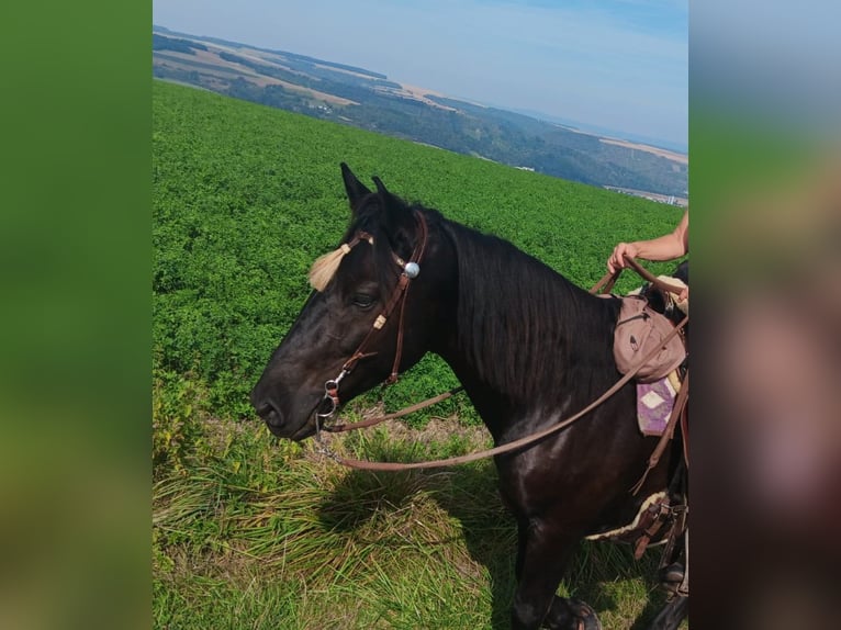 Nórico Caballo castrado 4 años 155 cm Negro in Meisenheim