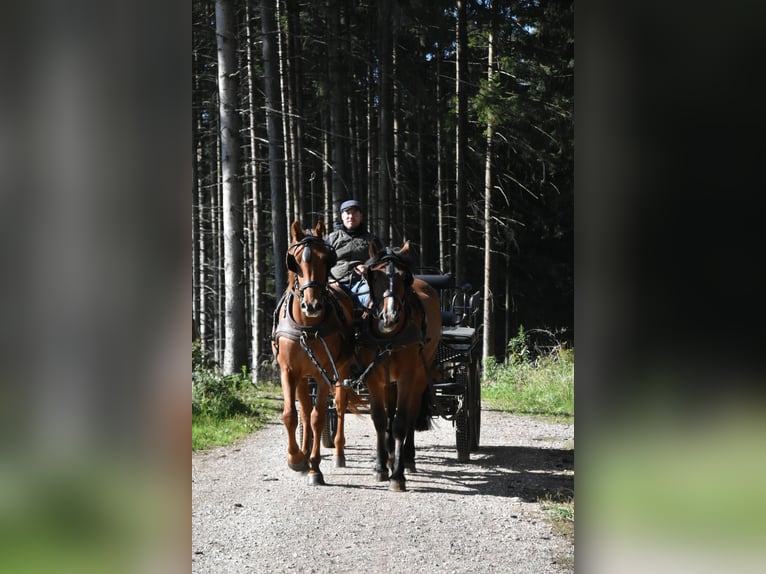 Nórico Mestizo Caballo castrado 4 años 156 cm Castaño in Arnstorf