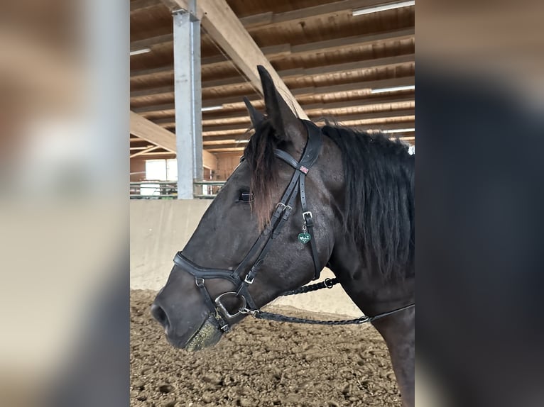 Nórico Caballo castrado 4 años 157 cm Negro in Weilheim