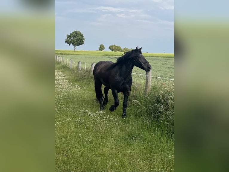 Nórico Caballo castrado 4 años 158 cm Negro in Lindetal