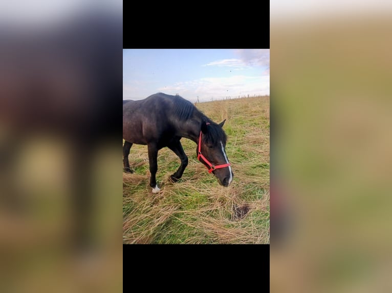 Nórico Caballo castrado 4 años 158 cm Negro in Büren