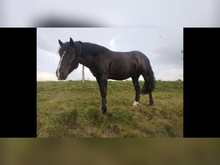 Nórico Caballo castrado 4 años 158 cm Negro in Büren