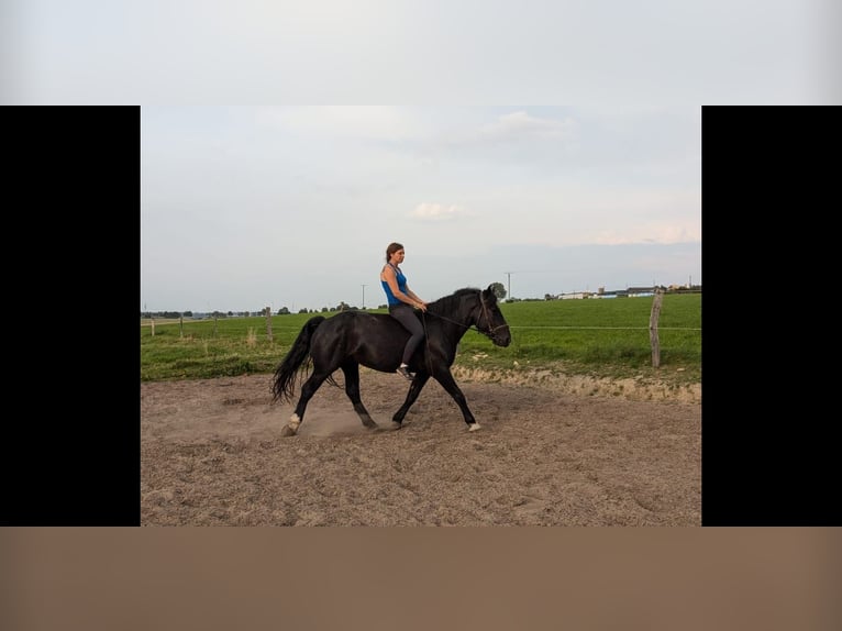 Nórico Caballo castrado 4 años 158 cm Negro in Büren