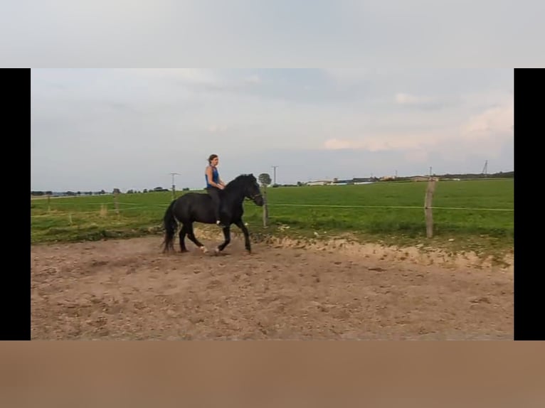 Nórico Caballo castrado 4 años 158 cm Negro in Büren