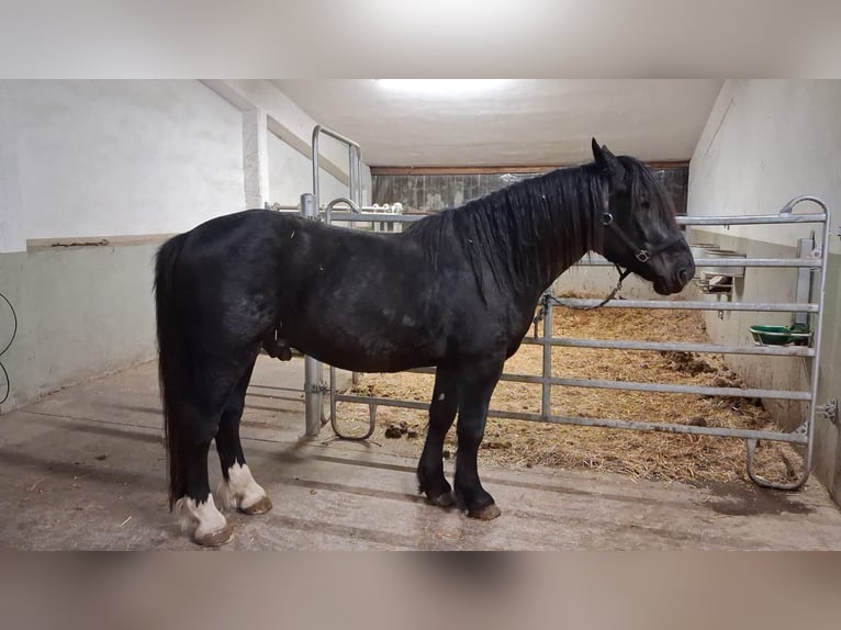 Nórico Caballo castrado 4 años 159 cm Negro in Breitenworbis