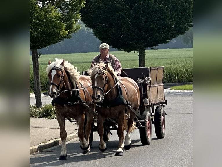 Nórico Caballo castrado 4 años 160 cm Alazán in Riedlingen