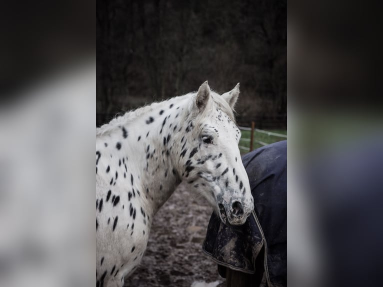 Nórico Caballo castrado 4 años 160 cm Atigrado/Moteado in Drohnecken