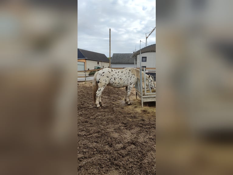 Nórico Caballo castrado 4 años 160 cm Atigrado/Moteado in Drohnecken