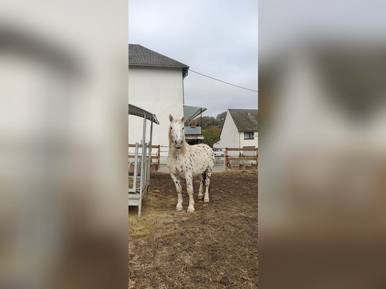 Nórico Caballo castrado 4 años 160 cm Atigrado/Moteado in Drohnecken