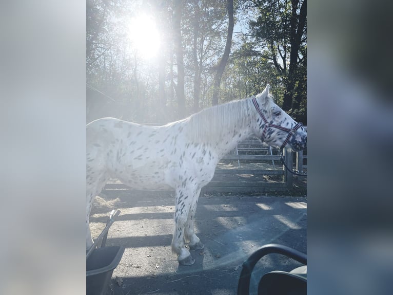 Nórico Caballo castrado 4 años 160 cm Atigrado/Moteado in Drohnecken