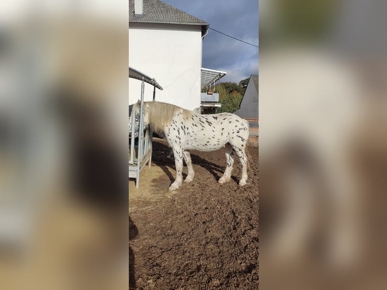 Nórico Caballo castrado 4 años 160 cm Atigrado/Moteado in Drohnecken