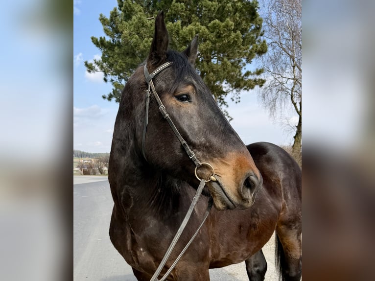 Nórico Caballo castrado 4 años 160 cm Castaño oscuro in Pelmberg