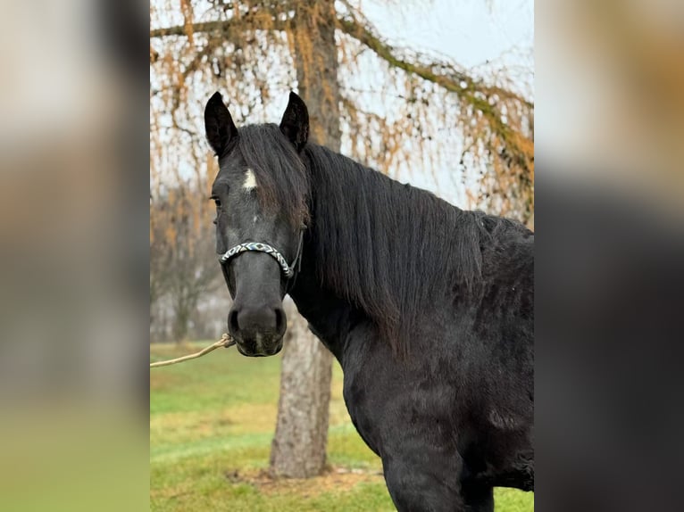 Nórico Caballo castrado 4 años 160 cm Negro in Achstetten