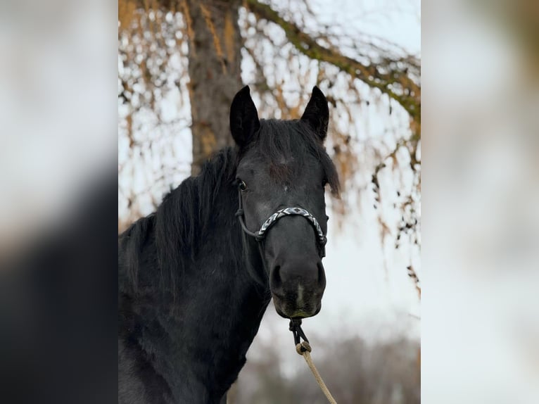 Nórico Caballo castrado 4 años 160 cm Negro in Achstetten