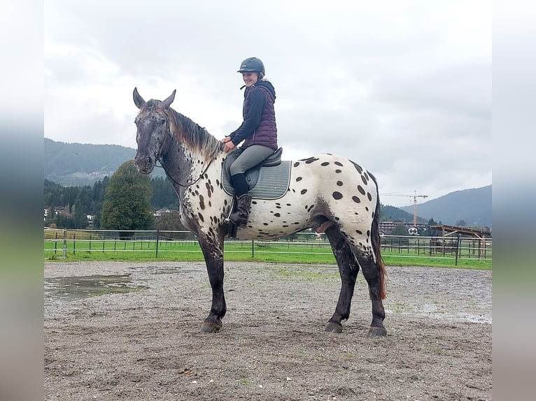 Nórico Caballo castrado 4 años 162 cm Atigrado/Moteado in Kirchbichl