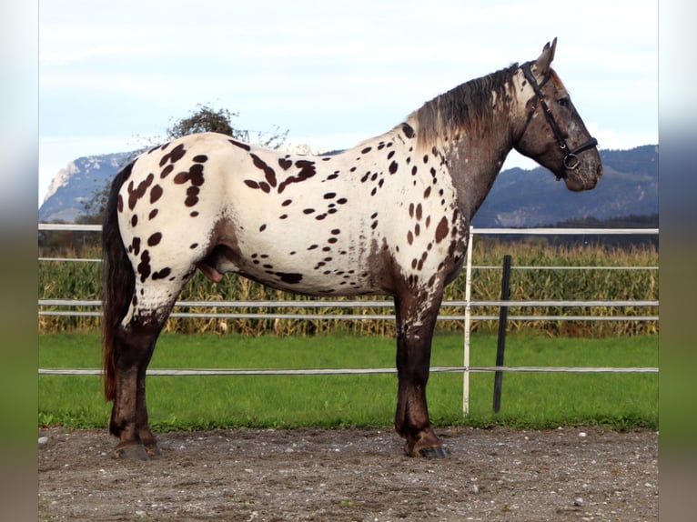 Nórico Caballo castrado 4 años 162 cm Atigrado/Moteado in Kirchbichl