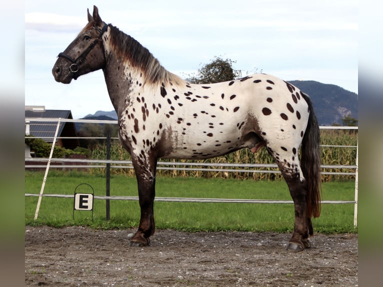 Nórico Caballo castrado 4 años 162 cm Atigrado/Moteado in Kirchbichl