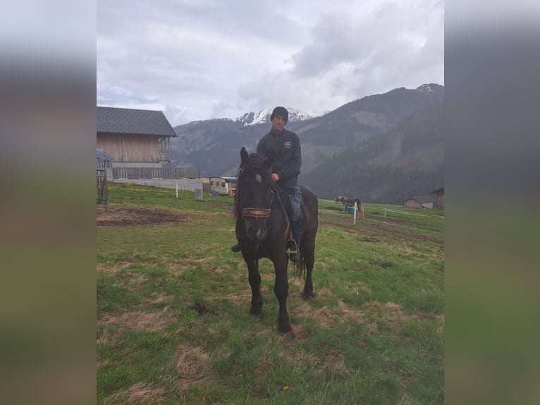 Nórico Caballo castrado 4 años 162 cm in Obertilliach