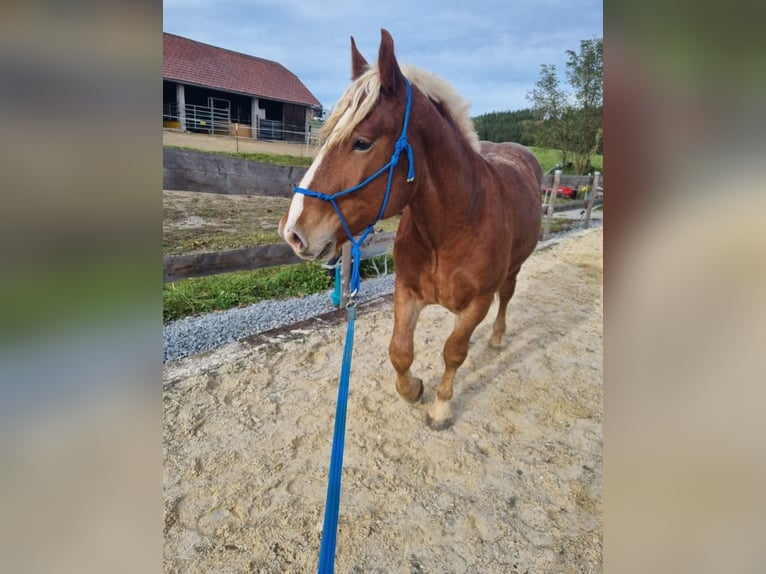 Nórico Caballo castrado 4 años 163 cm Alazán in Freistadt