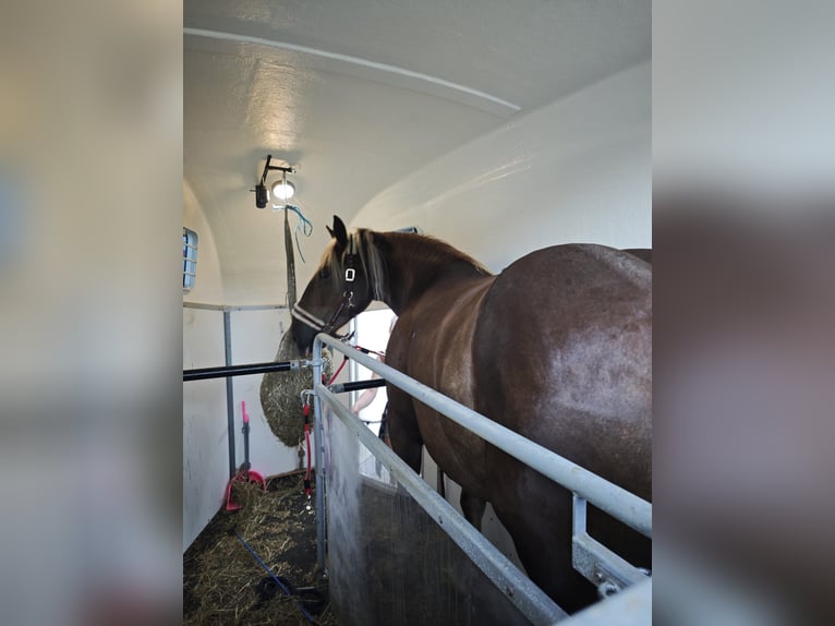 Nórico Caballo castrado 4 años 164 cm Alazán in Saldenburg