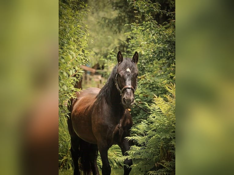 Nórico Caballo castrado 4 años 164 cm Negro in Jennersdorf