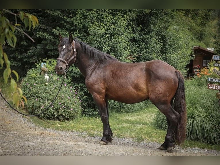 Nórico Caballo castrado 4 años 164 cm Negro in Jennersdorf