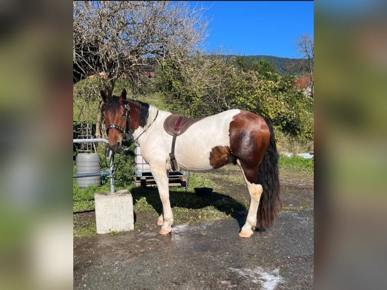 Nórico Caballo castrado 4 años 164 cm Pío in Draschitz