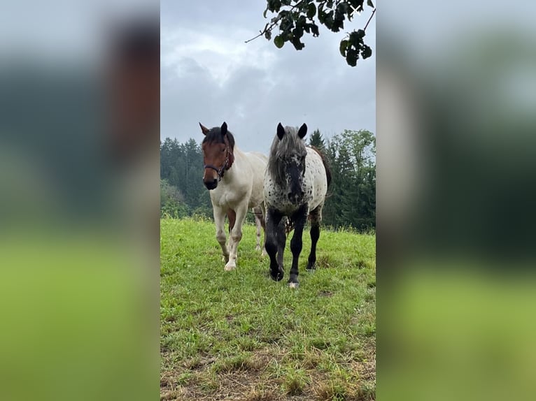 Nórico Caballo castrado 4 años 164 cm Pío in Draschitz
