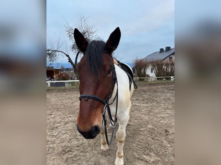 Nórico Caballo castrado 4 años 164 cm Pío in Draschitz