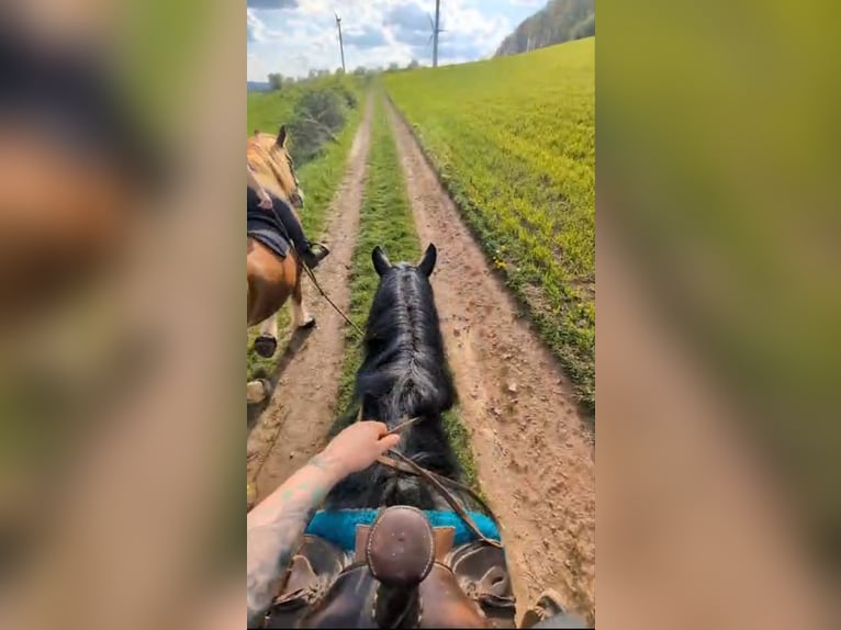 Nórico Caballo castrado 4 años 164 cm Porcelana in Ottweiler