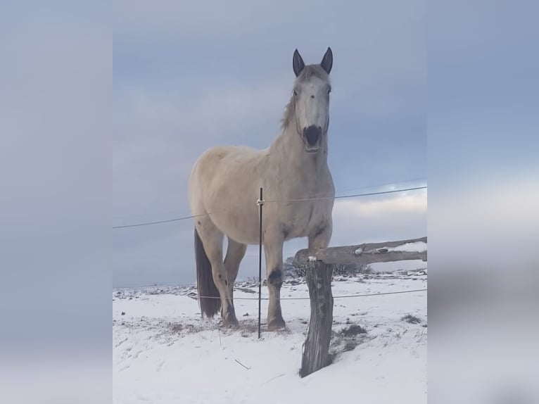 Nórico Caballo castrado 4 años 164 cm Tordo in Modautal