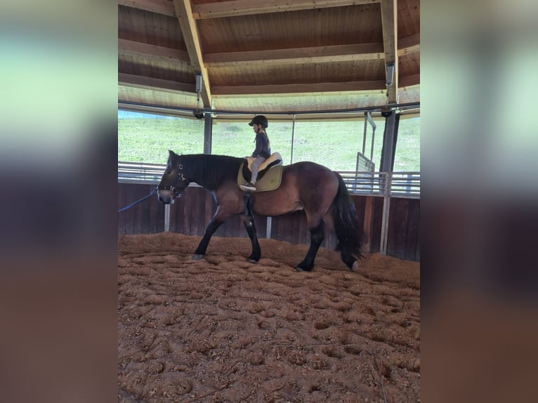 Nórico Caballo castrado 4 años 166 cm Castaño in Stöttwang